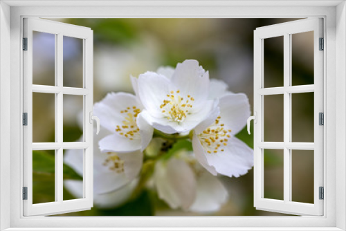 Fototapeta Naklejka Na Ścianę Okno 3D - Beautiful blossoming branch of jasmine in garden