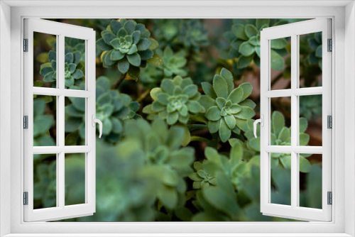 Fototapeta Naklejka Na Ścianę Okno 3D - Succulents plants
