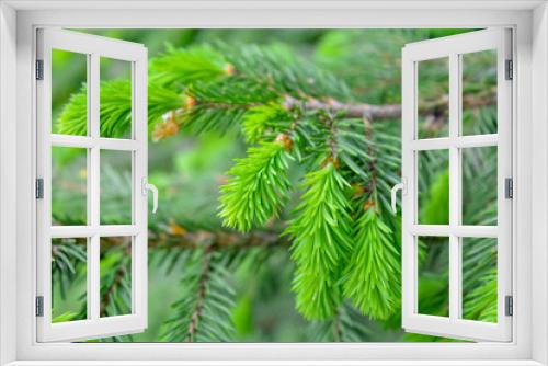 Fototapeta Naklejka Na Ścianę Okno 3D - Detail of fresh spruce fir tree branches with young green needles