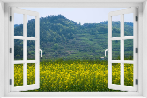 Fototapeta Naklejka Na Ścianę Okno 3D - The Yellow Flowers of Rapeseed fields with blue sky at Wuhan, One of the city in Hubei province China.