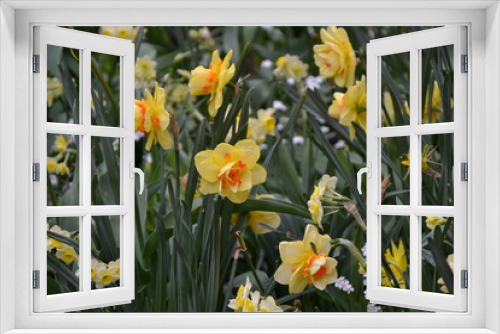 Fototapeta Naklejka Na Ścianę Okno 3D - yellow tulips in the garden