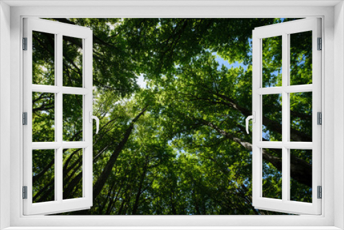Fototapeta Naklejka Na Ścianę Okno 3D - Summer deciduous forest view upwards