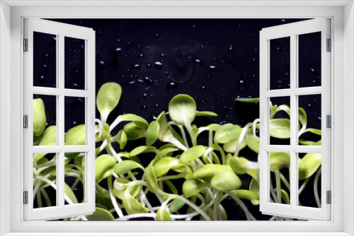 Fototapeta Naklejka Na Ścianę Okno 3D - Fresh Sunflower seedlings , Microgreen Organic