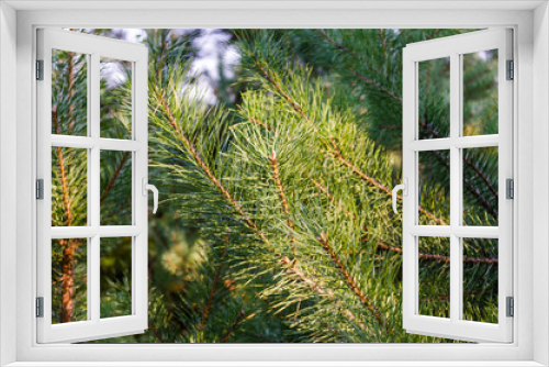 Fototapeta Naklejka Na Ścianę Okno 3D - green pine branches