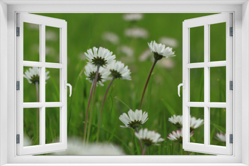Fototapeta Naklejka Na Ścianę Okno 3D - daisies in the garden