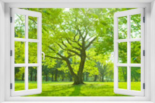 Fototapeta Naklejka Na Ścianę Okno 3D - Tree sunlight
