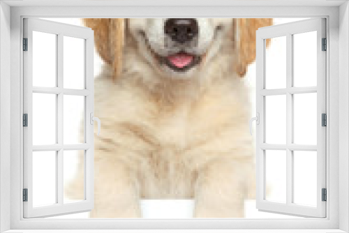 Fototapeta Naklejka Na Ścianę Okno 3D - Happy dog above banner,