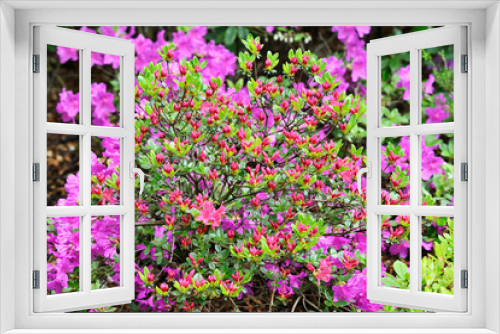 Fototapeta Naklejka Na Ścianę Okno 3D - Red flowers and buds on a rhododendron bush.