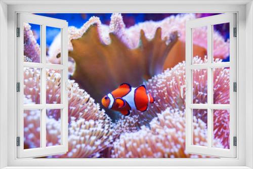 Fototapeta Naklejka Na Ścianę Okno 3D - Clown fish swimming in the corals.