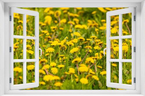 Fototapeta Naklejka Na Ścianę Okno 3D - Yellow dandelion flowers on green grass as background
