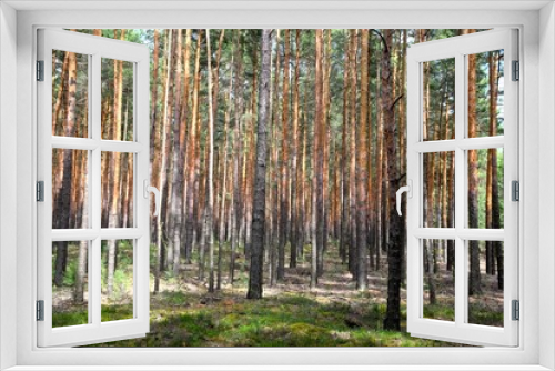 Fototapeta Naklejka Na Ścianę Okno 3D - Kiefernwald