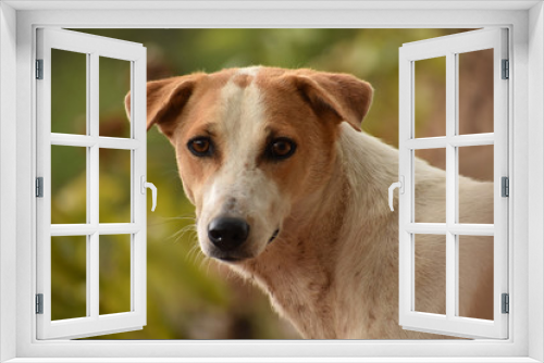 Fototapeta Naklejka Na Ścianę Okno 3D - Portrait Of A Dog