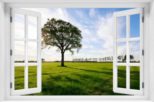 Fototapeta Naklejka Na Ścianę Okno 3D - sunshine through big oak tree on green meadow