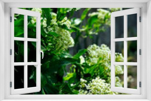Fototapeta Naklejka Na Ścianę Okno 3D - Blume