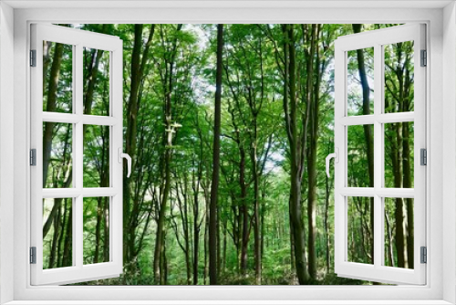 Fototapeta Naklejka Na Ścianę Okno 3D - Buchenwald im Bergischen Land, Wanderung