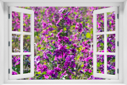 Fototapeta Naklejka Na Ścianę Okno 3D - field of purple flowers