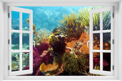 Fototapeta Naklejka Na Ścianę Okno 3D - Indonesian coral reef