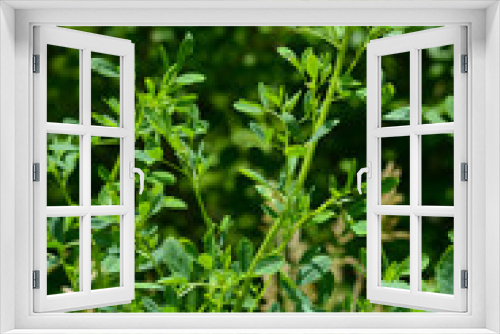 Fototapeta Naklejka Na Ścianę Okno 3D - Fresh Spring vegetation