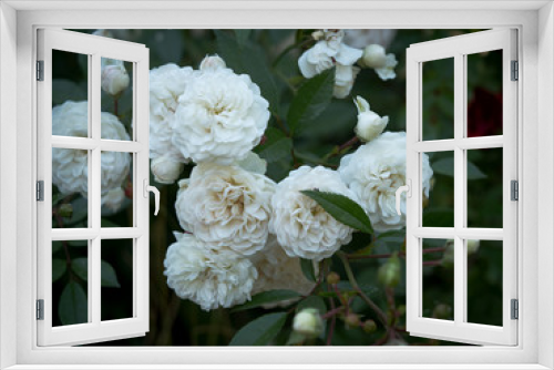 Fototapeta Naklejka Na Ścianę Okno 3D - Beautiful rose Bush