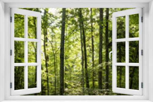 Fototapeta Naklejka Na Ścianę Okno 3D - Impressive trees in the forest. Fresh green, springtime. Bottom view.