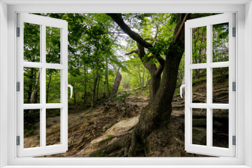 Fototapeta Naklejka Na Ścianę Okno 3D - Wald, Weg, Baum Hintergrund, Harz, Sommer
