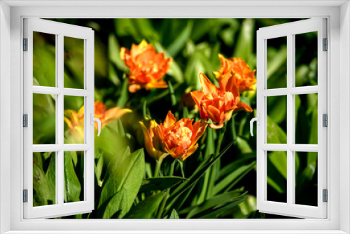 Fototapeta Naklejka Na Ścianę Okno 3D - Beautiful and colorful orange tulips on dark-green background. Large close-up photography from Tulip Festival.