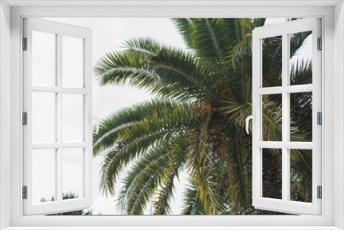 Fototapeta Naklejka Na Ścianę Okno 3D - Palmenblätter Baumkrone