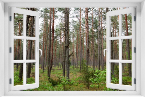 Fototapeta Naklejka Na Ścianę Okno 3D - Forests in Lithuania