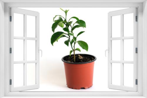 Fototapeta Naklejka Na Ścianę Okno 3D - Orange tree in a small pot for seedlings. On a white background. Place for text.