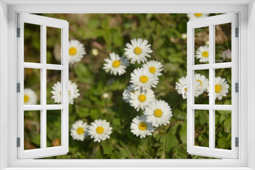 Fototapeta Naklejka Na Ścianę Okno 3D - daisy