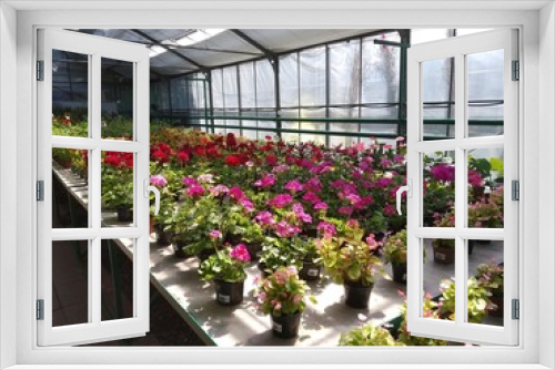 Fototapeta Naklejka Na Ścianę Okno 3D - flowers in greenhouse