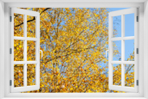 Fototapeta Naklejka Na Ścianę Okno 3D - Bright yellow autumn leaves under sunlight. Fall seasonal background