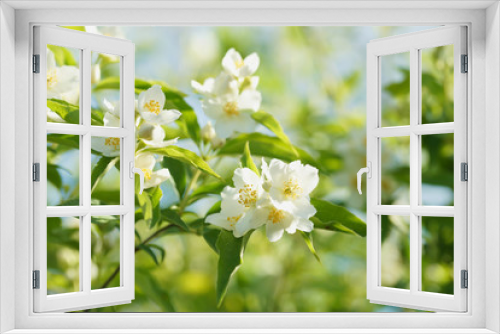 Fototapeta Naklejka Na Ścianę Okno 3D - Blooming jasmine bush (Chubushnik)