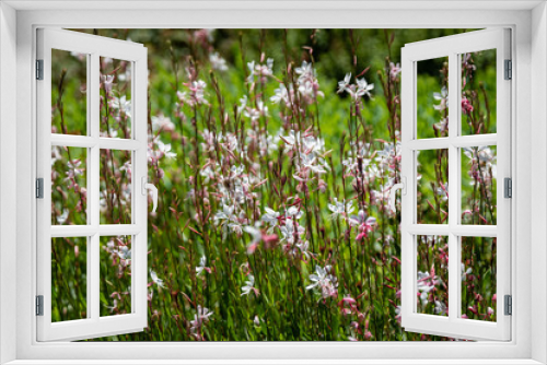 Fototapeta Naklejka Na Ścianę Okno 3D - Gaura : petites fleurs blanches