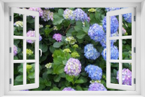 Fototapeta Naklejka Na Ścianę Okno 3D - 満開の紫陽花