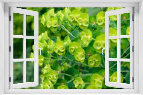 Fototapeta Naklejka Na Ścianę Okno 3D - close up of evergreen shrubs, bush, leaves