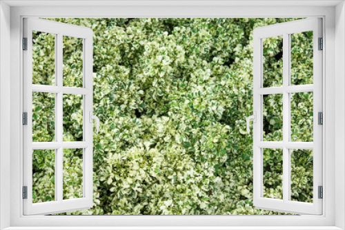Fototapeta Naklejka Na Ścianę Okno 3D - The texture of the small leaves of green and white colors / nature background