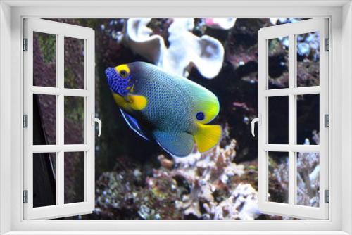 Fototapeta Naklejka Na Ścianę Okno 3D - Tropical fish in aquarium, Berlin