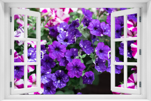 Fototapeta Naklejka Na Ścianę Okno 3D - Many Petunia flowers filling frame