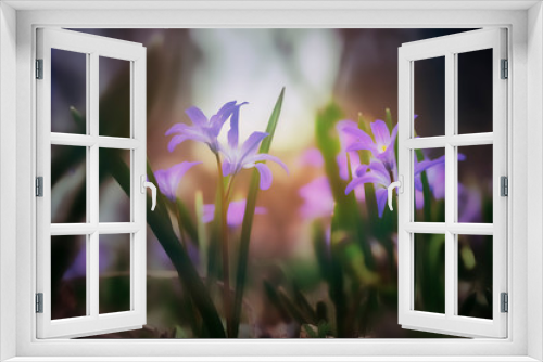 Fototapeta Naklejka Na Ścianę Okno 3D - Close-Up Of Purple Flowers in the shadow On spring Field. Selective Focus.