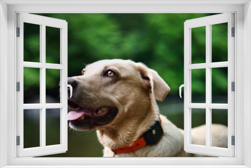 Fototapeta Naklejka Na Ścianę Okno 3D - The Golden Labrador