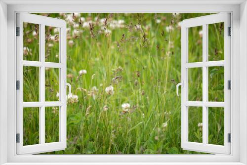Fototapeta Naklejka Na Ścianę Okno 3D - Summer Field of Long Grass and Clover. The wind ripples the field of long grass and clover as bees flutter around collecting nectar. Pleasant relaxing background.