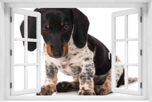 Fototapeta Naklejka Na Ścianę Okno 3D - Twinkle miniature piebald dachshund isolated on white background