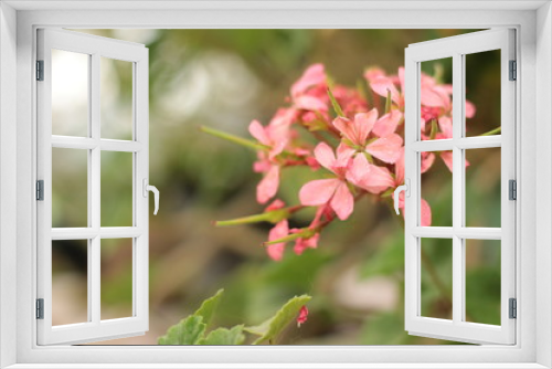 Fototapeta Naklejka Na Ścianę Okno 3D - Typical flower - flor típica