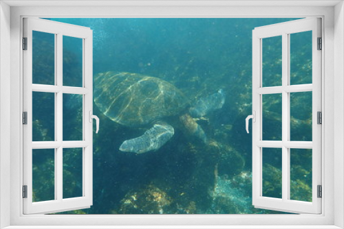 Fototapeta Naklejka Na Ścianę Okno 3D - tortuga marina, glápagos