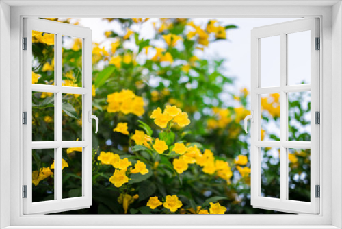 Fototapeta Naklejka Na Ścianę Okno 3D - yellow flowers in the green garden at afternoon