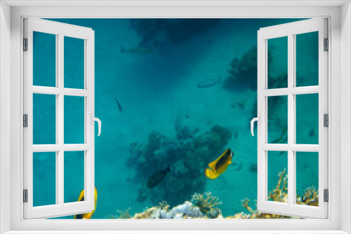 Fototapeta Naklejka Na Ścianę Okno 3D - sea fish near coral, underwater