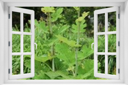 Fototapeta Naklejka Na Ścianę Okno 3D - Macleaya cordata is a poisonous weed, but also a medicinal plant.