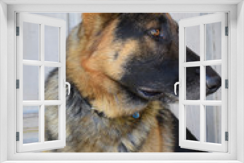 Fototapeta Naklejka Na Ścianę Okno 3D - German shepherd dog, guarding position in front of house door