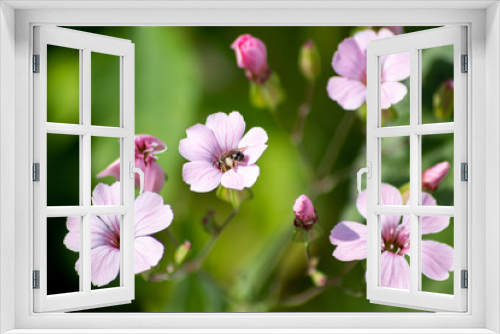 Fototapeta Naklejka Na Ścianę Okno 3D - Bezaubernde Blüten begrüßen Frühling und Sommer und bieten Insekten wie Bienen Nahrund in Form von Pollen, Blütenpollen und Nektar für Honig und Bestäubung